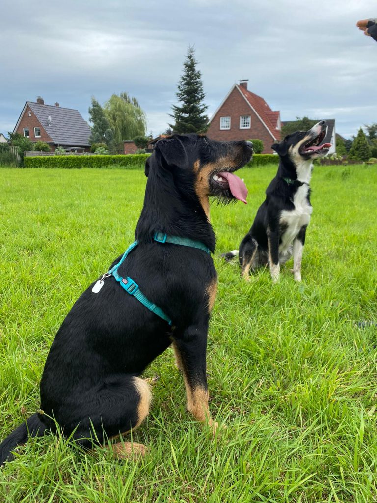 Meine Meinung: Varel braucht einen eingezäunten Hundeplatz im Stadtgebiet